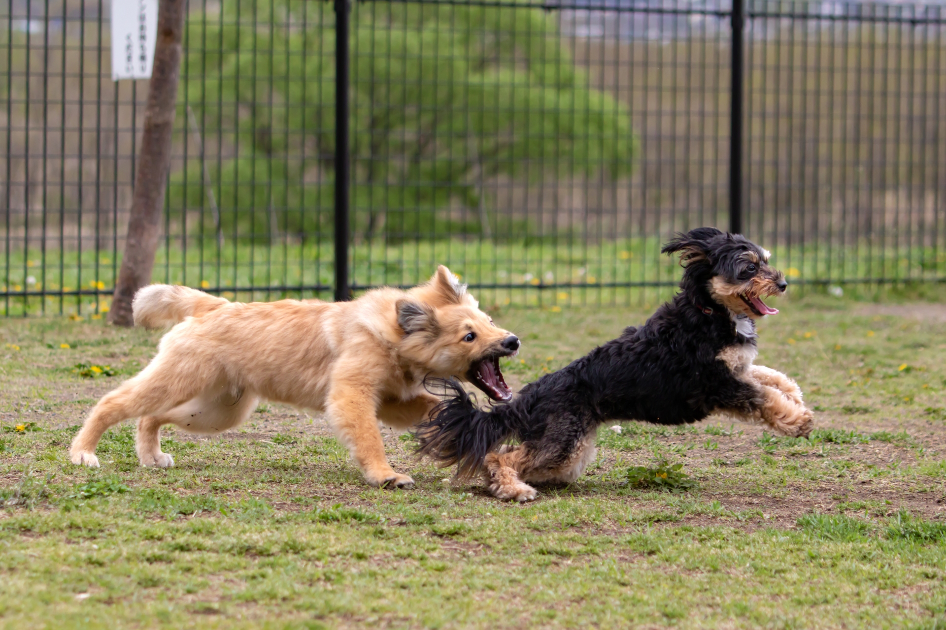 犬が追いかけっこをしている写真