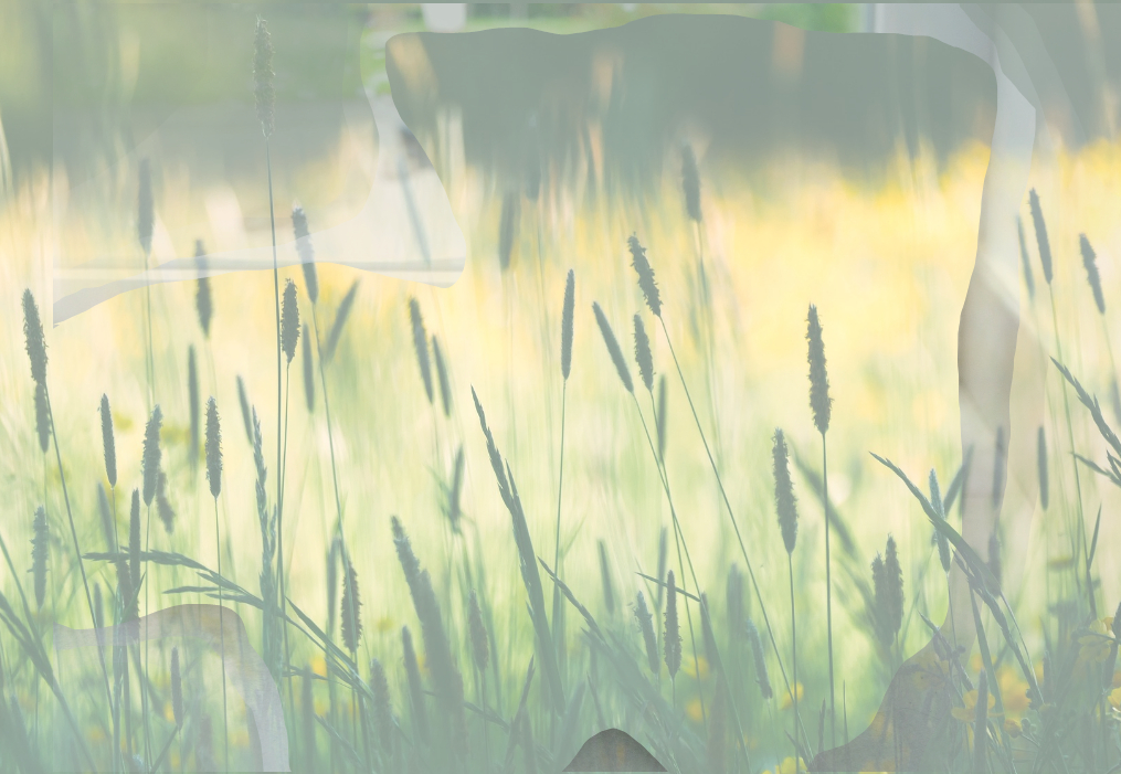 草原の中ワンちゃんと子猫が仲良くねんね